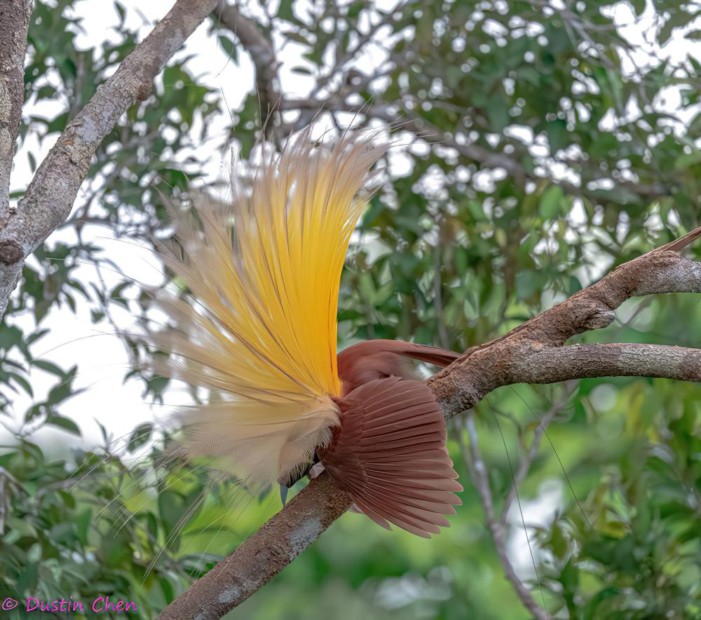 大极乐鸟 / Greater Bird-of-paradise / Paradisaea apoda