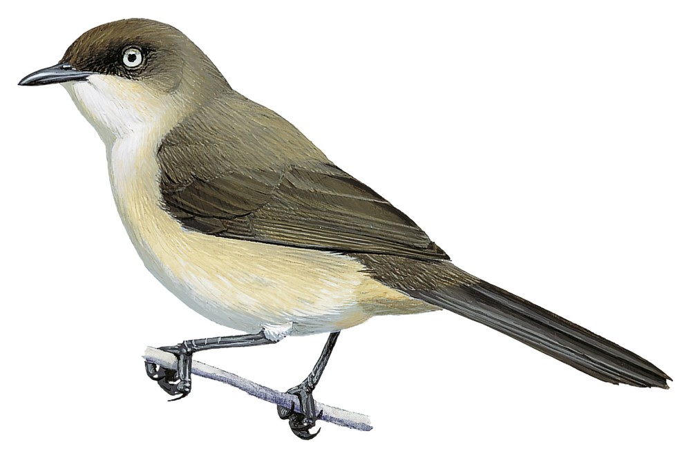 也门林莺 / Yemen Warbler / Curruca buryi