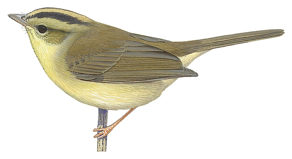 塔卡王森莺 / Tacarcuna Warbler / Basileuterus tacarcunae