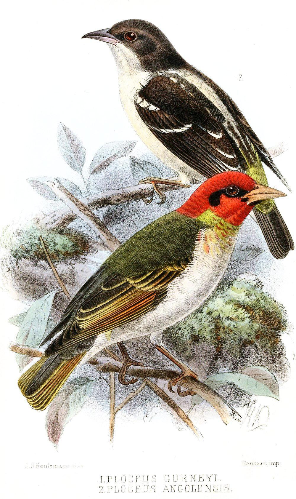 斑翅织雀 / Bar-winged Weaver / Ploceus angolensis
