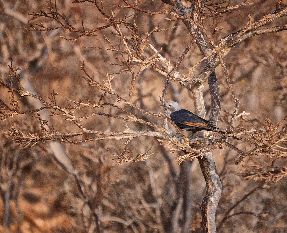 索岛栗翅椋鸟 / Socotra Starling / Onychognathus frater