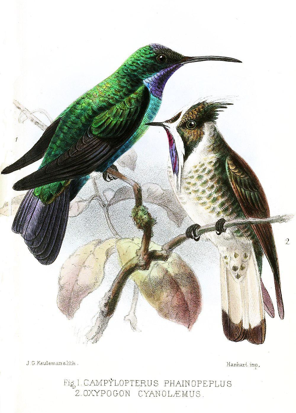 圣马刀翅蜂鸟 / Santa Marta Sabrewing / Campylopterus phainopeplus