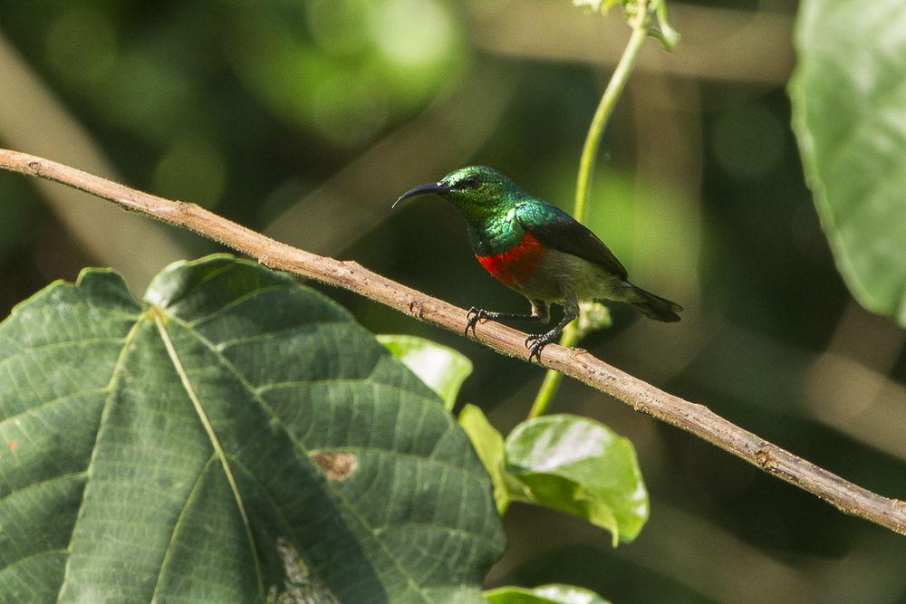 绿腹花蜜鸟 / Olive-bellied Sunbird / Cinnyris chloropygius