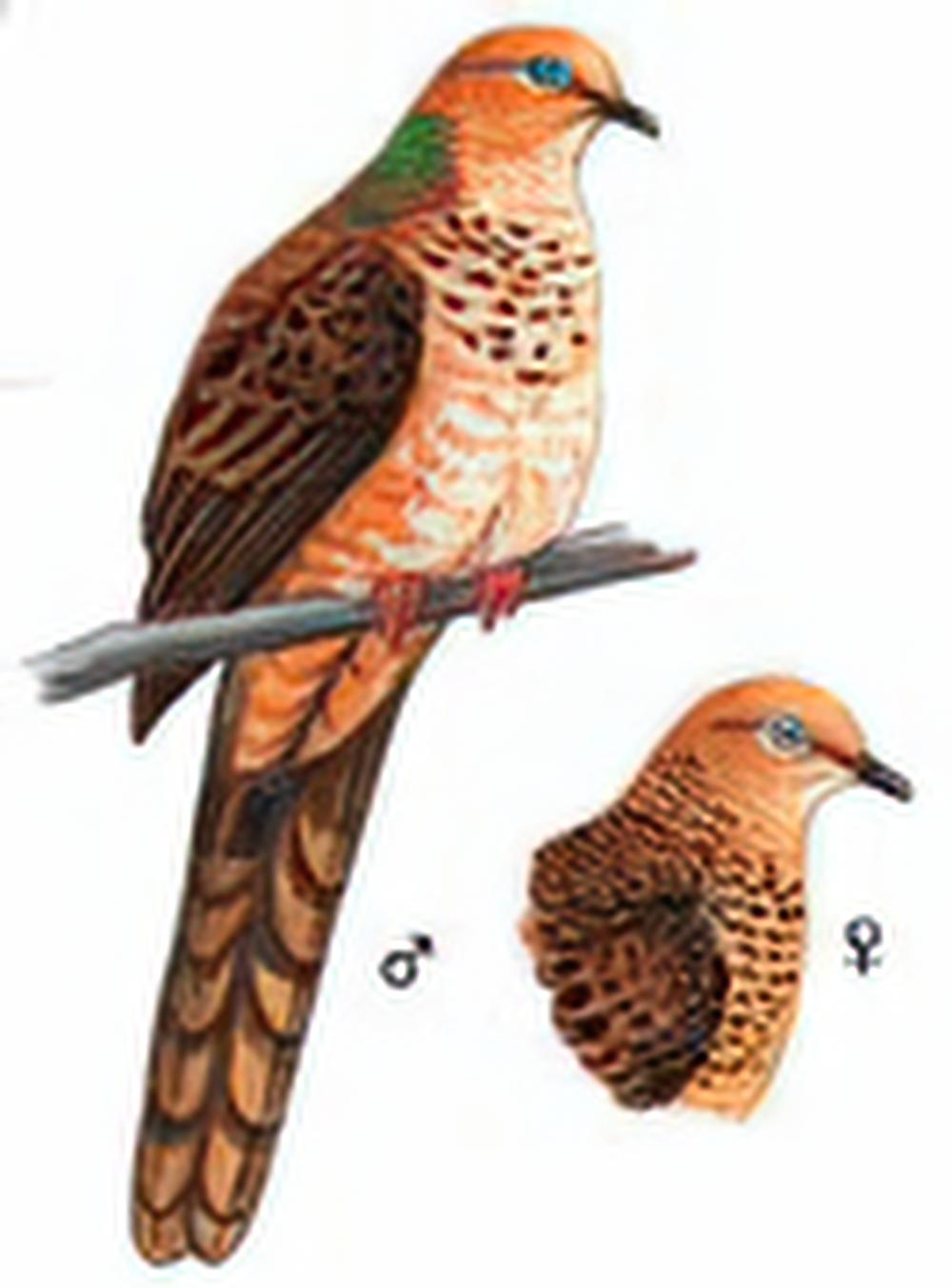 棕头鹃鸠 / Little Cuckoo Dove