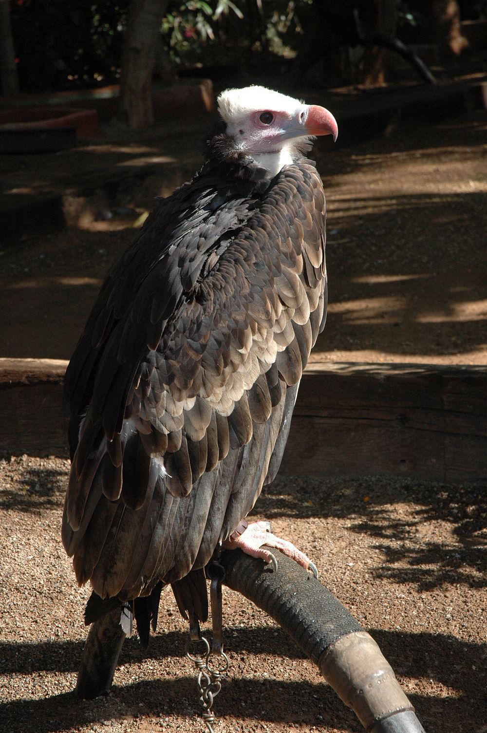 白头秃鹫 / White-headed Vulture / Trigonoceps occipitalis
