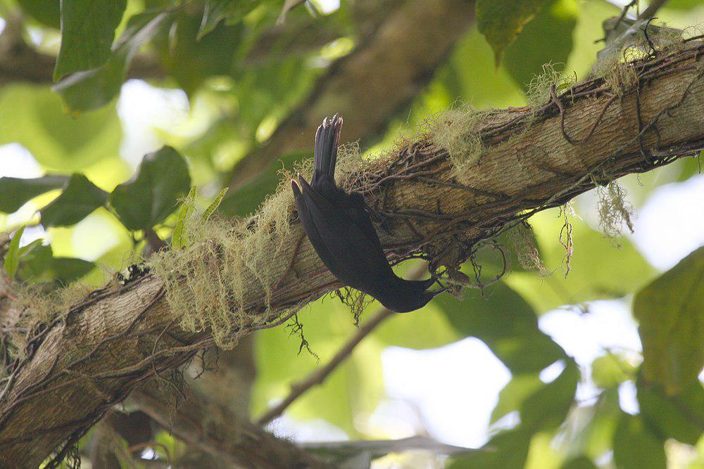 牙买加黑鹂 / Jamaican Blackbird / Nesopsar nigerrimus