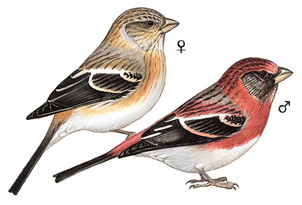 斑翅朱雀 / Three-banded Rosefinch / Carpodacus trifasciatus