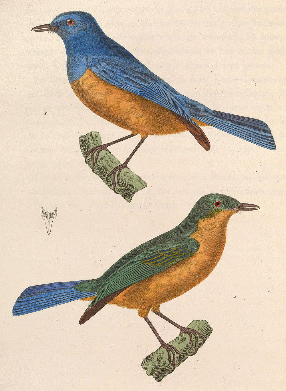蓝背仙鹟 / Timor Blue Flycatcher / Cyornis hyacinthinus