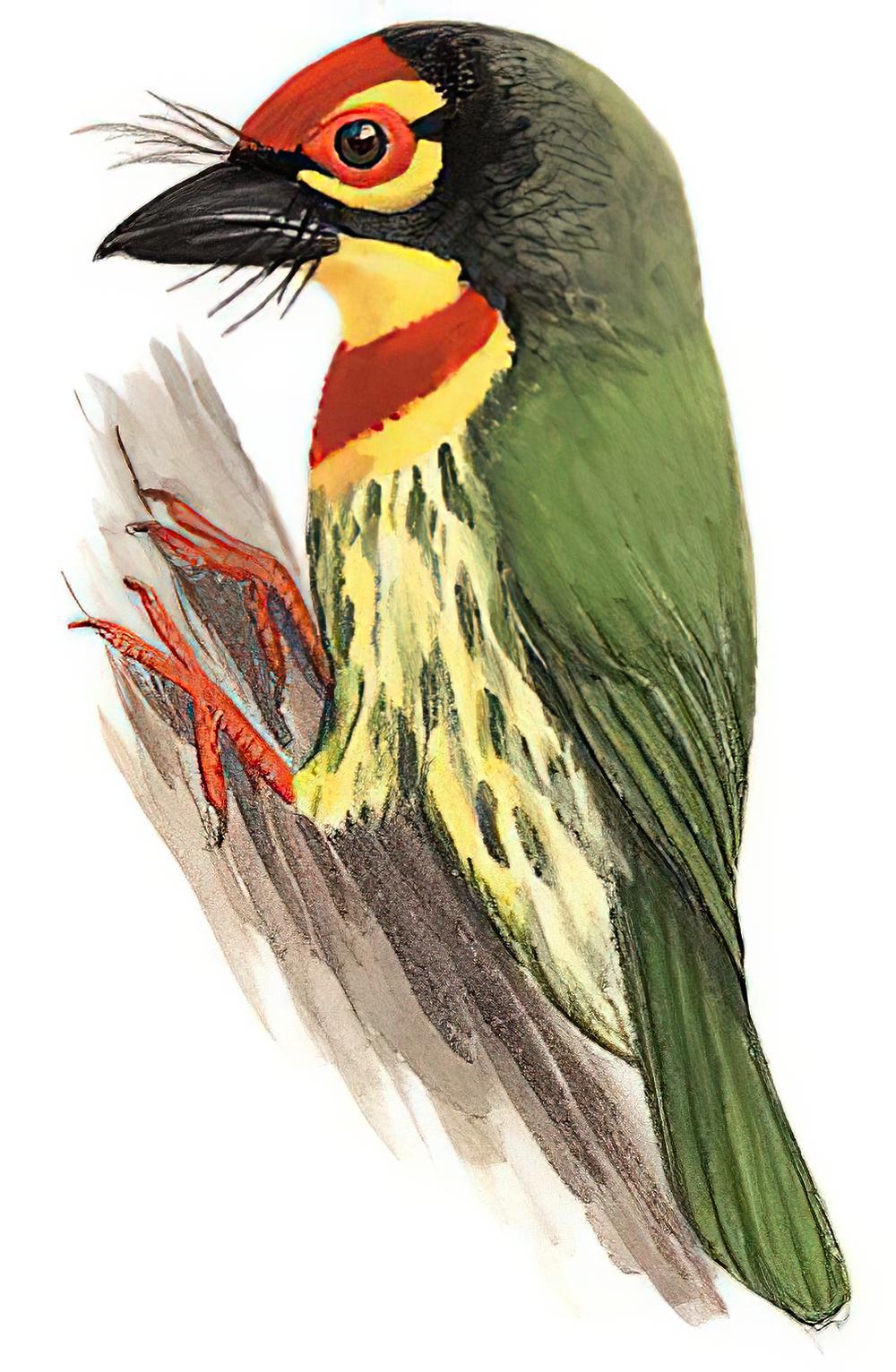 赤胸拟啄木鸟 / Coppersmith Barbet / Psilopogon haemacephalus