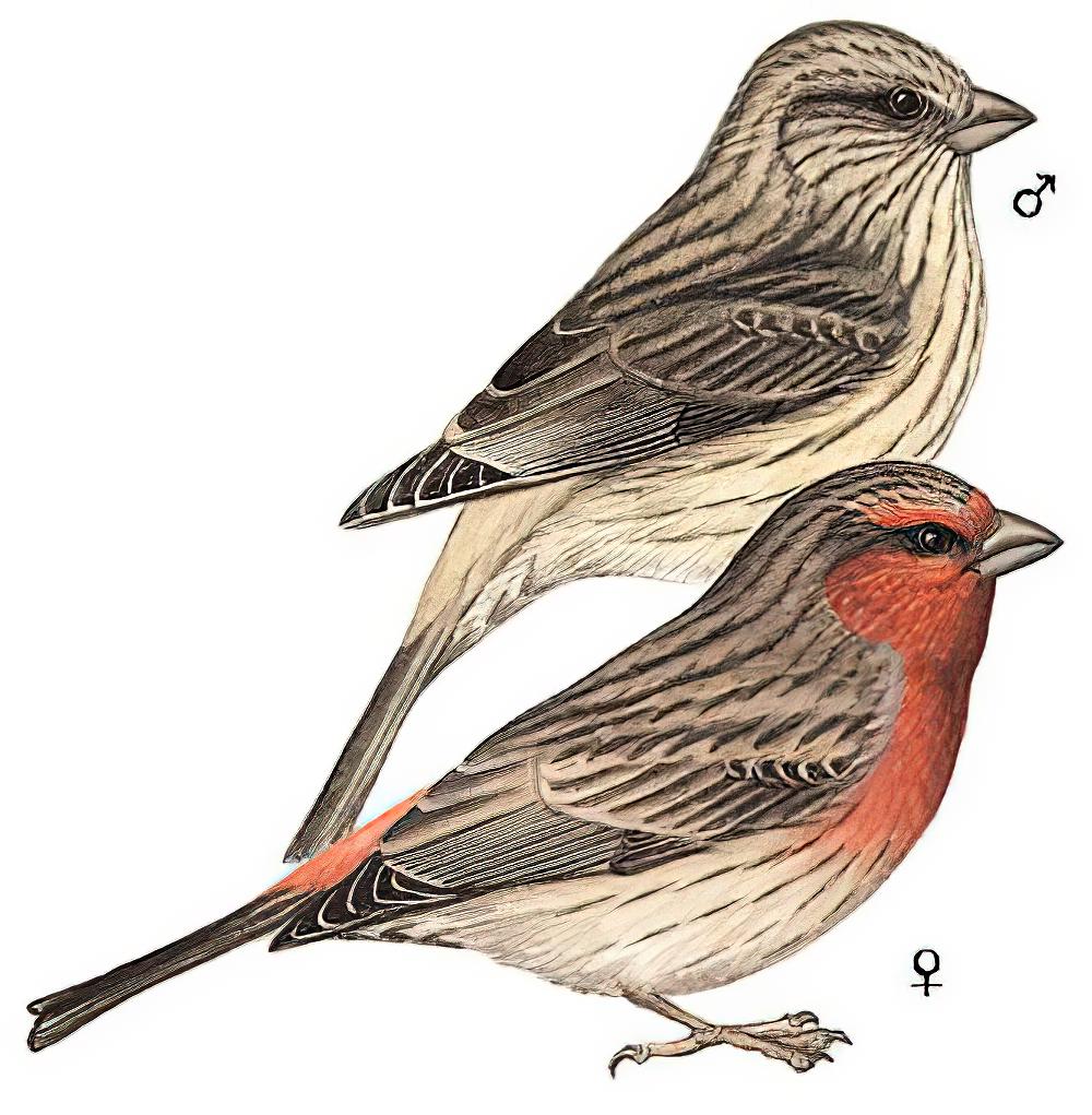 红胸朱雀 / Red-fronted Rosefinch / Carpodacus puniceus