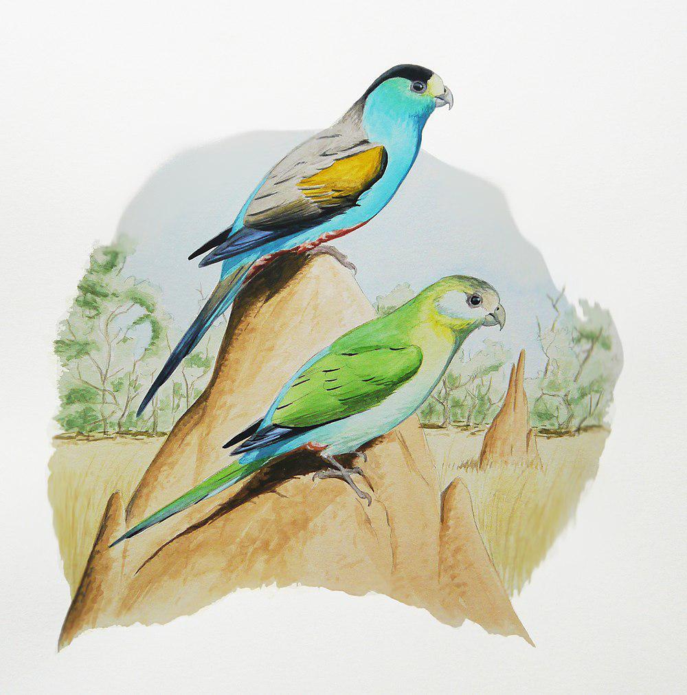 金肩鹦鹉 / Golden-shouldered Parrot / Psephotellus chrysopterygius