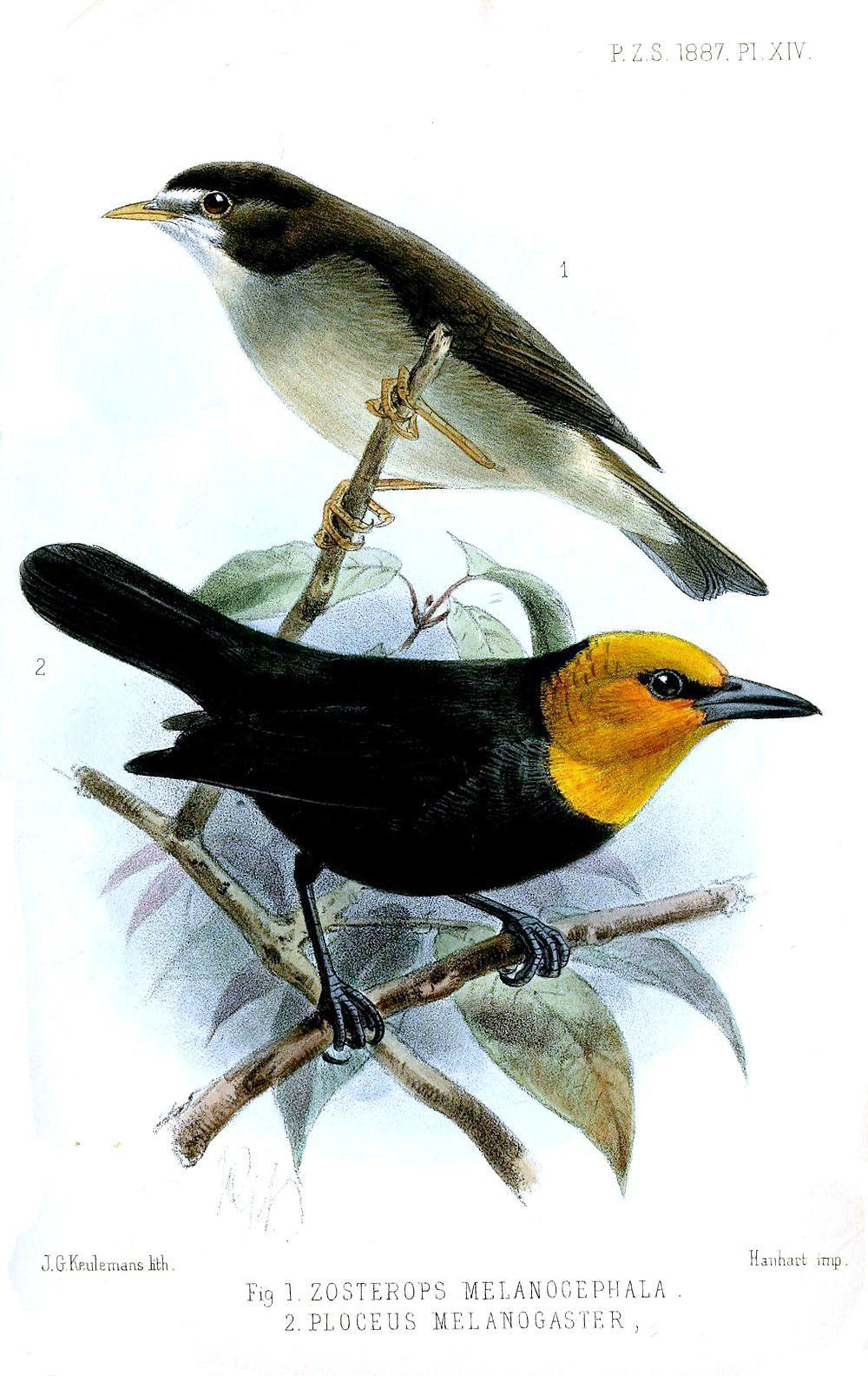 喀麦隆绣眼鸟 / Mount Cameroon Speirops / Zosterops melanocephalus