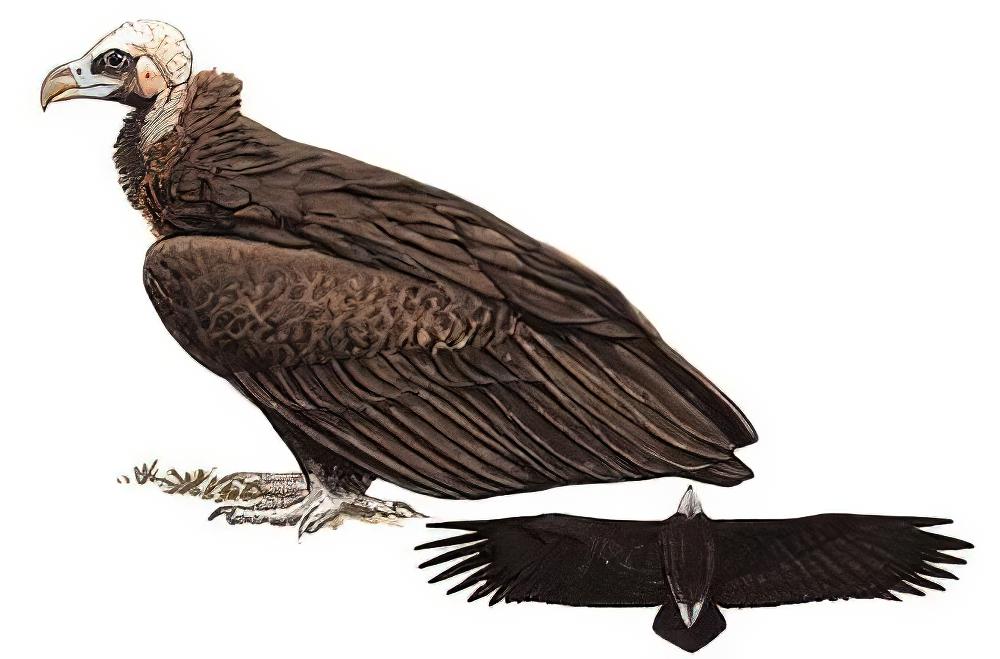 秃鹫 / Cinereous Vulture / Aegypius monachus