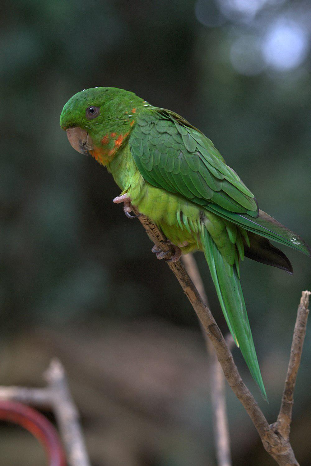 红喉鹦哥 / Red-throated Parakeet / Psittacara rubritorquis