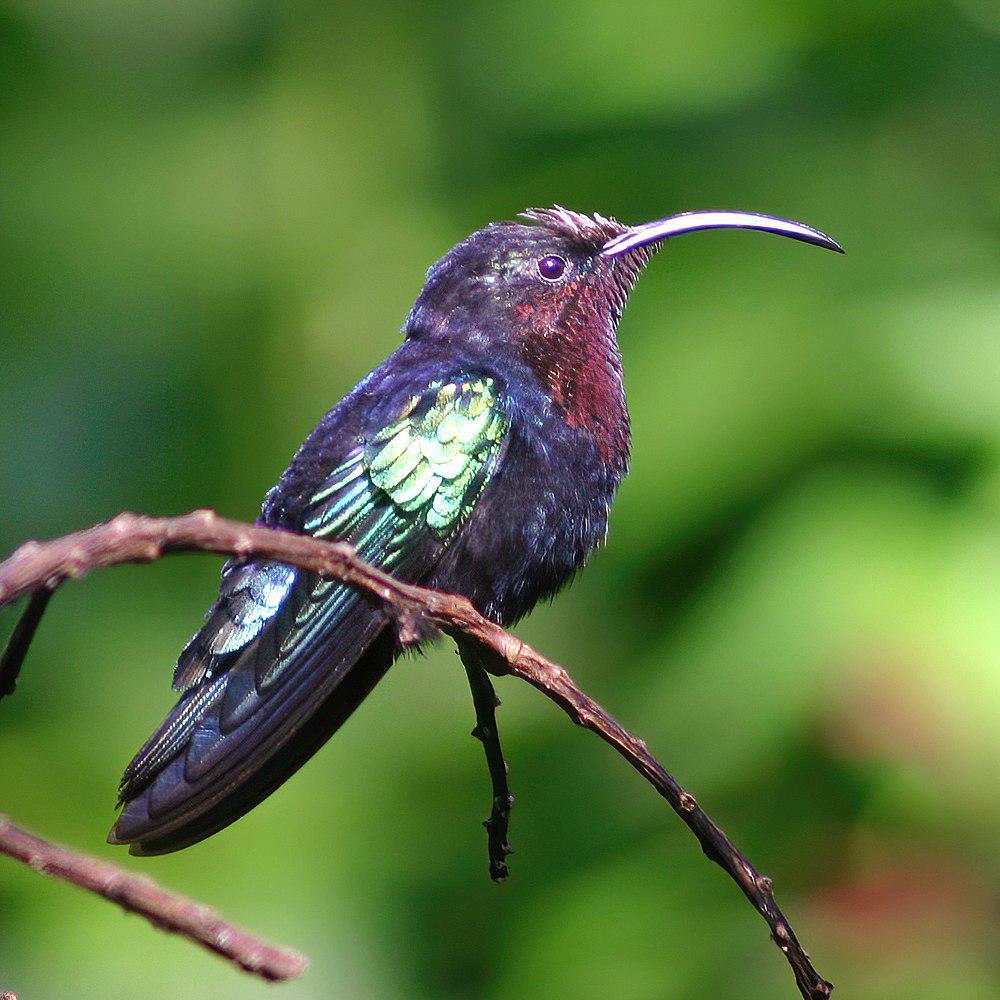 紫喉蜂鸟 / Purple-throated Carib / Eulampis jugularis