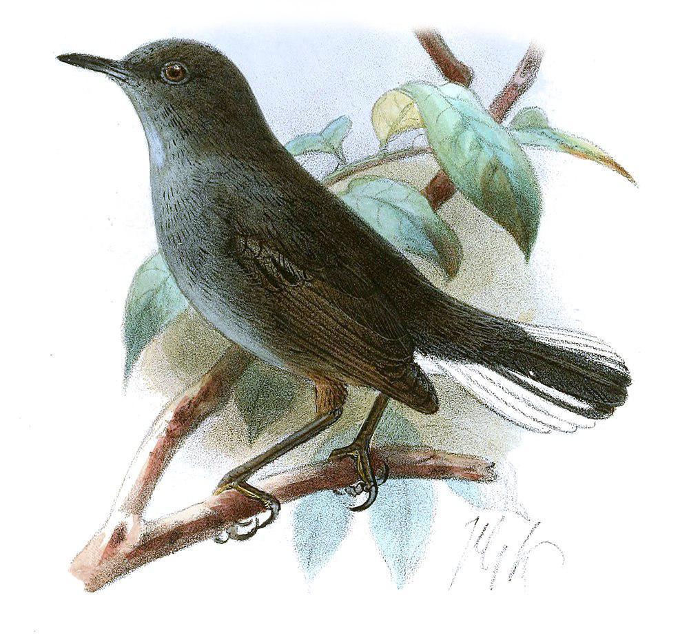 白尾拱翅莺 / White-tailed Warbler / Poliolais lopezi
