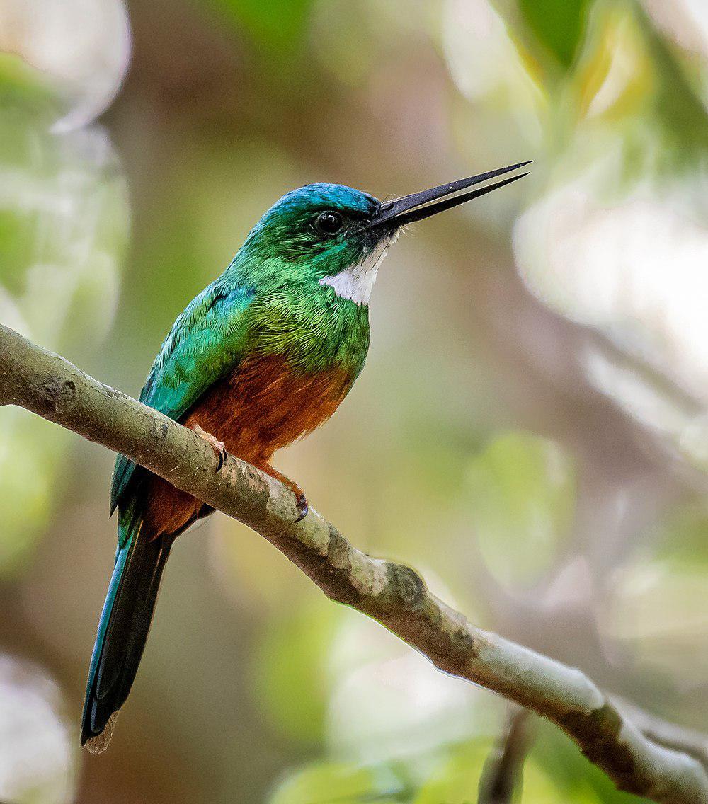 绿尾鹟䴕 / Green-tailed Jacamar / Galbula galbula