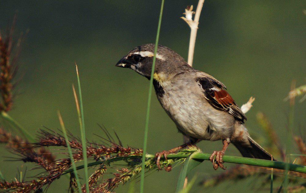 死海麻雀 / Dead Sea Sparrow / Passer moabiticus