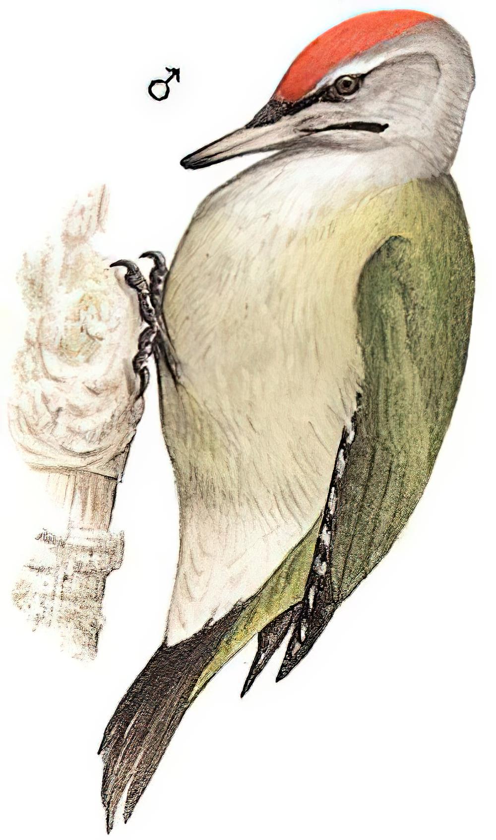 灰头绿啄木鸟 / Grey-headed Woodpecker / Picus canus