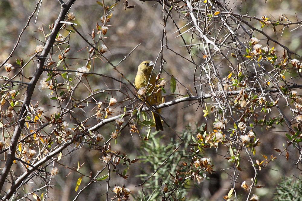 绿黄雀鹀 / Greenish Yellow Finch / Sicalis olivascens