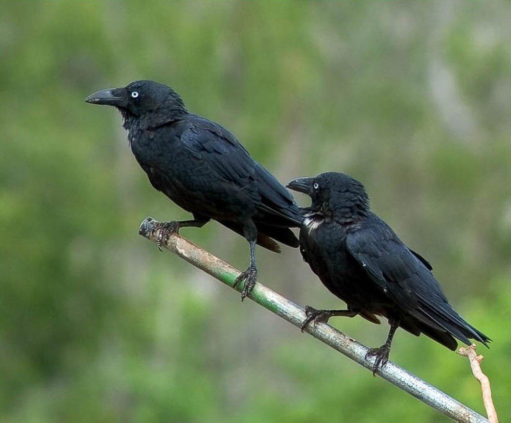 澳洲鸦 / Torresian Crow / Corvus orru