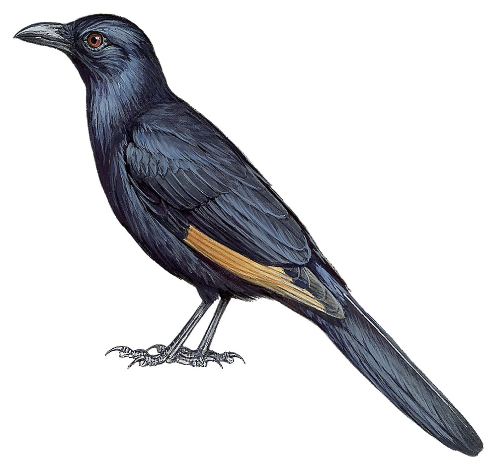 诺氏栗翅椋鸟 / Neumann's Starling / Onychognathus neumanni