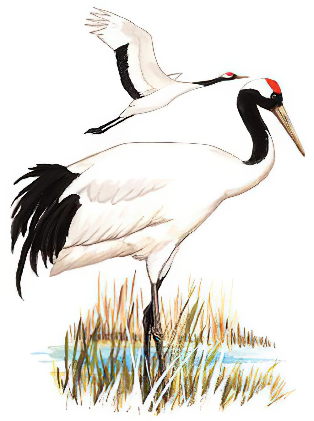 丹顶鹤 / Red-crowned Crane / Grus japonensis