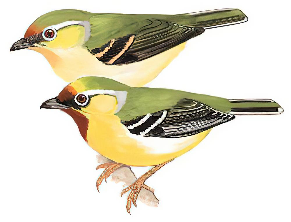 栗额鵙鹛 / Clicking Shrike-babbler / Pteruthius intermedius