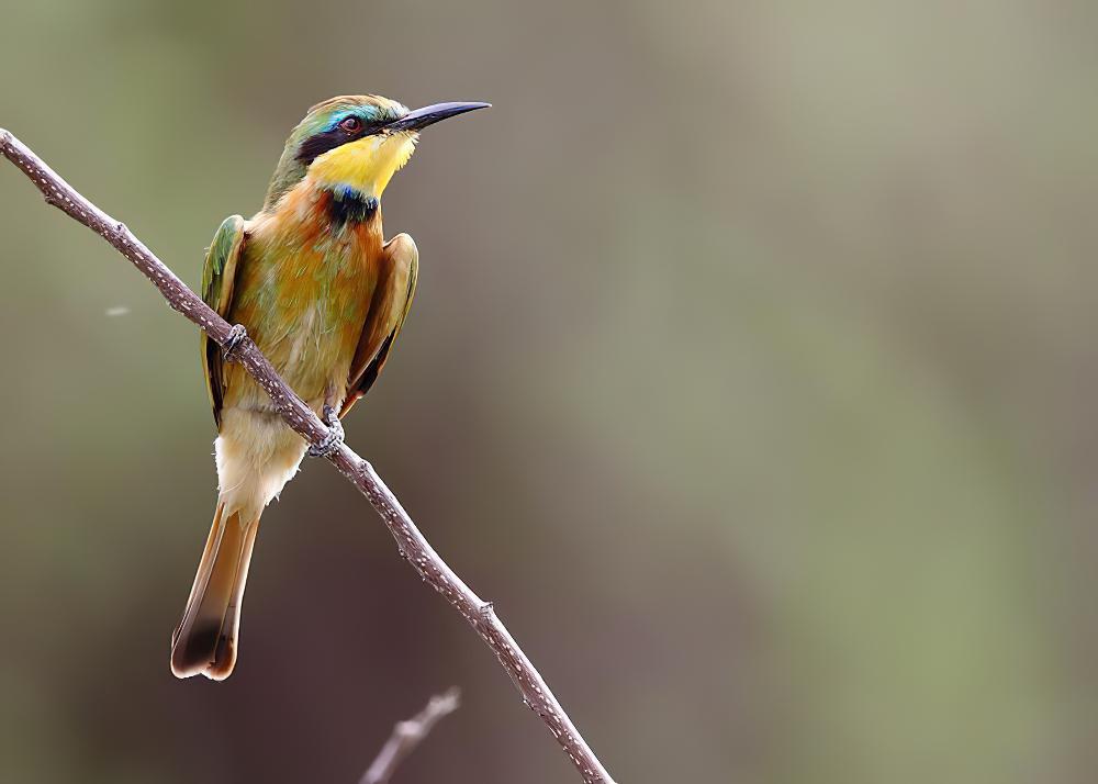 小蜂虎 / Little Bee-eater / Merops pusillus