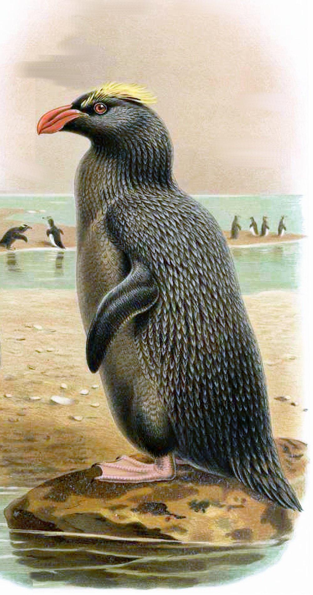 翘眉企鹅 / Erect-crested Penguin / Eudyptes sclateri