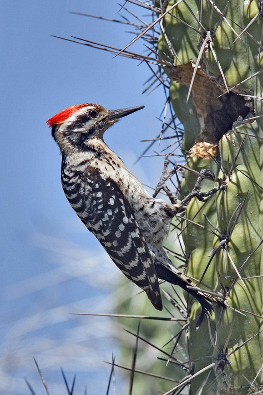 纹背啄木鸟 / Ladder-backed Woodpecker / Dryobates scalaris