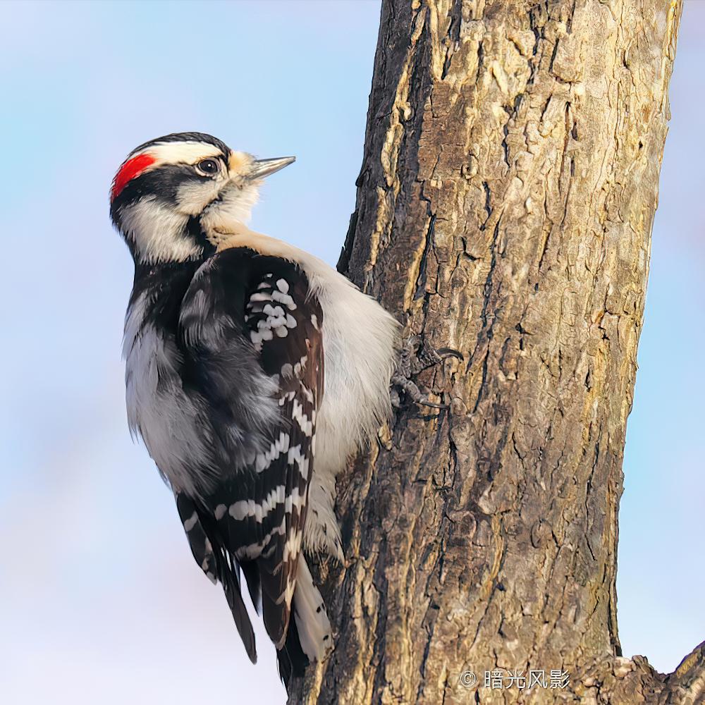 绒啄木鸟 / Downy Woodpecker / Dryobates pubescens