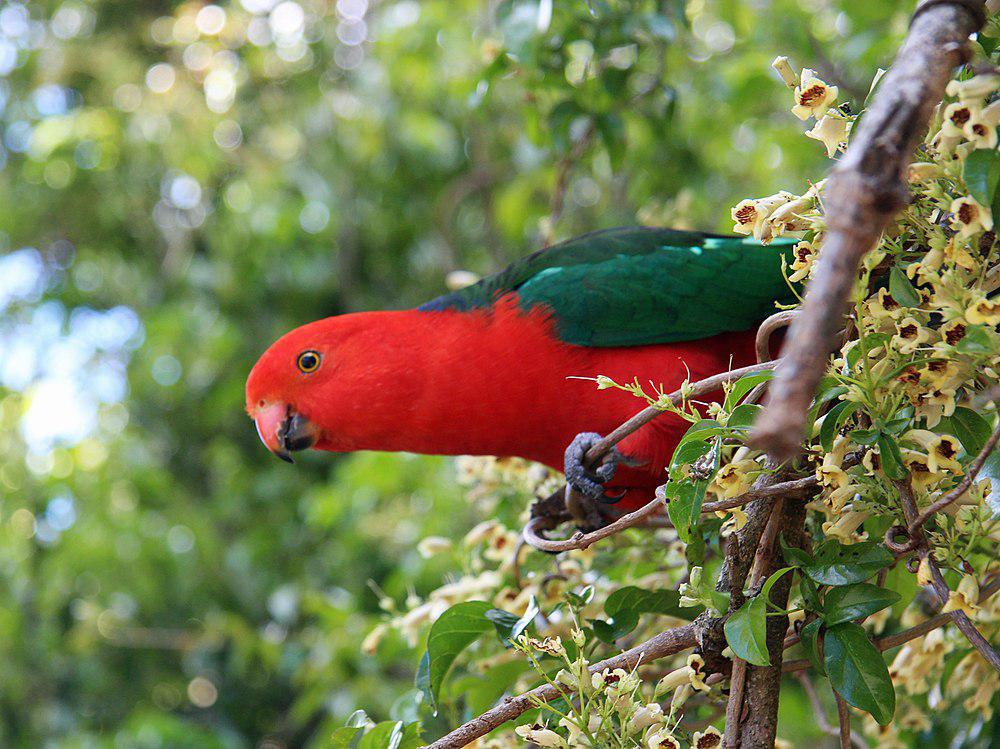 澳洲王鹦鹉 / Australian King Parrot / Alisterus scapularis