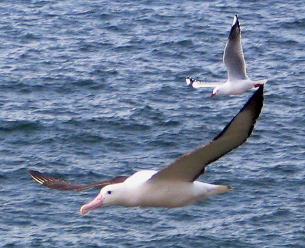 北方皇信天翁 / Northern Royal Albatross / Diomedea sanfordi