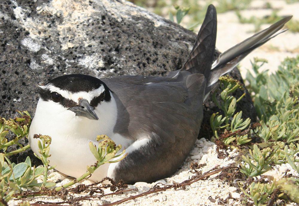灰背燕鸥 / Spectacled Tern / Onychoprion lunatus
