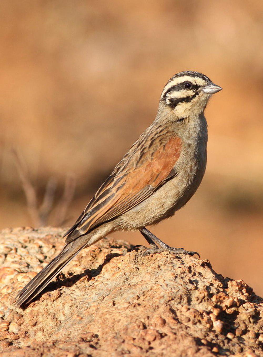 南非岩鹀 / Cape Bunting / Emberiza capensis