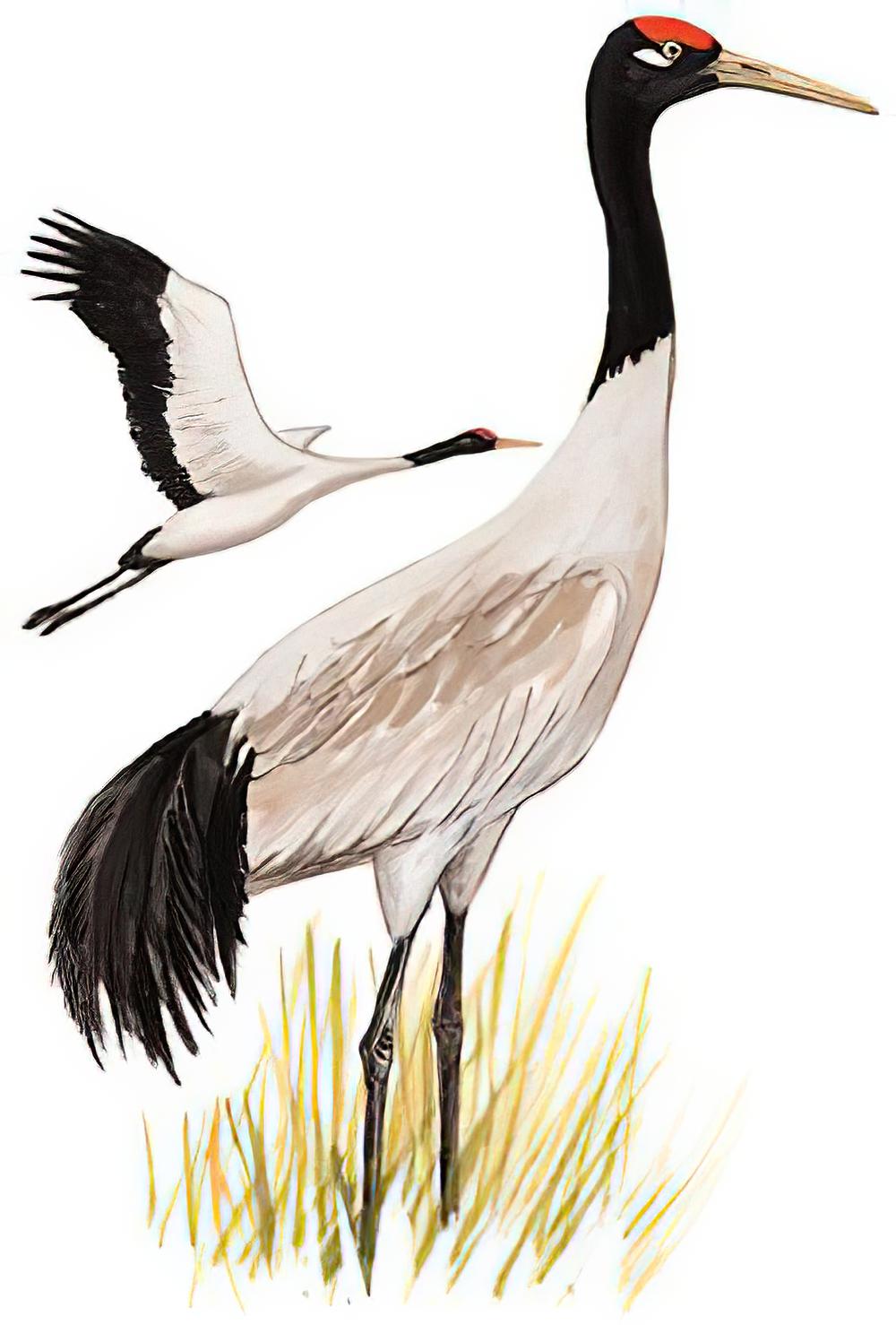 黑颈鹤 / Black-necked Crane / Grus nigricollis