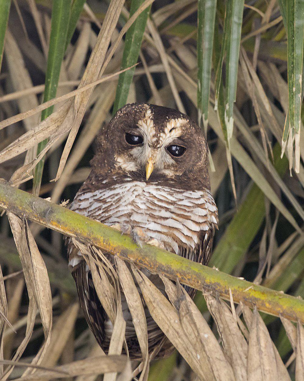 非洲林鸮 / African Wood Owl / Strix woodfordii