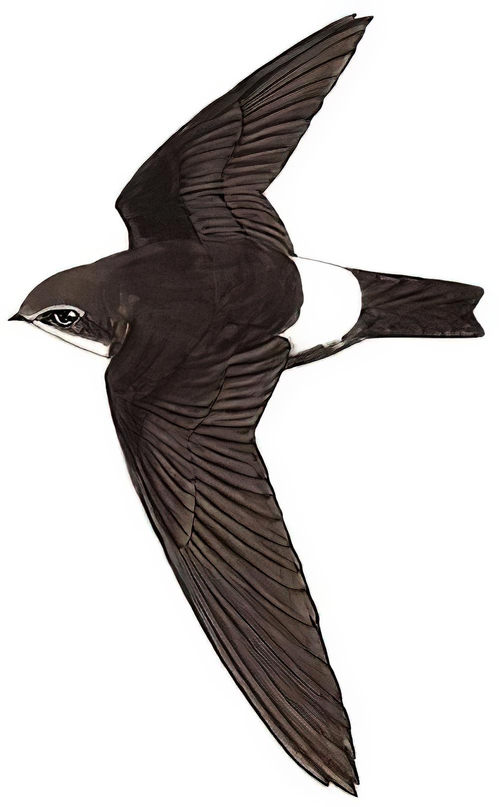 小白腰雨燕 / House Swift / Apus nipalensis