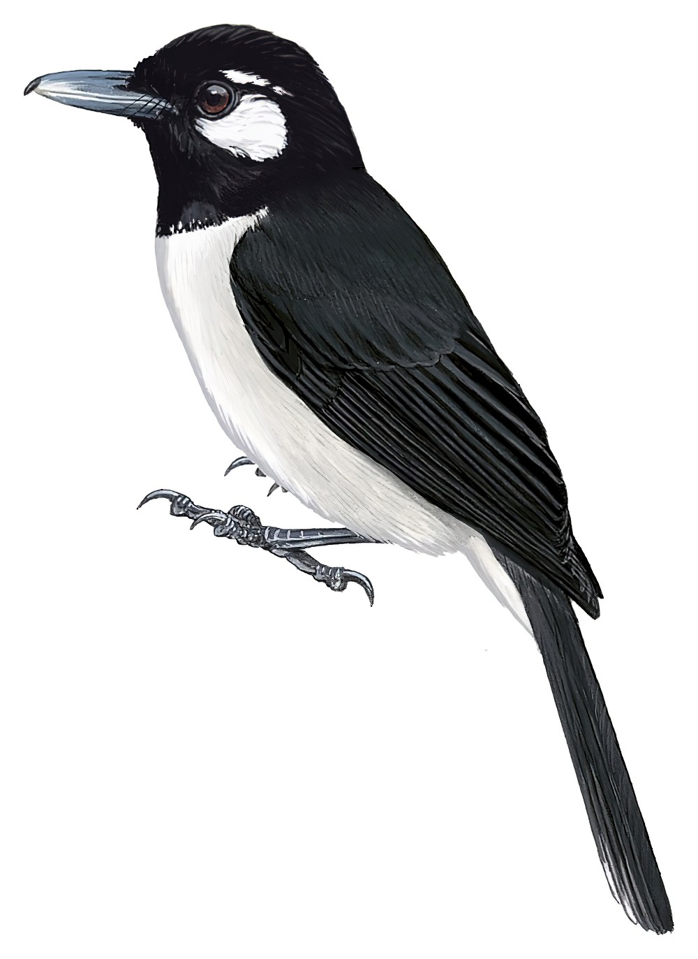 圣克鲁兹鵙嘴鹟 / Santa Cruz Shrikebill / Clytorhynchus sanctaecrucis