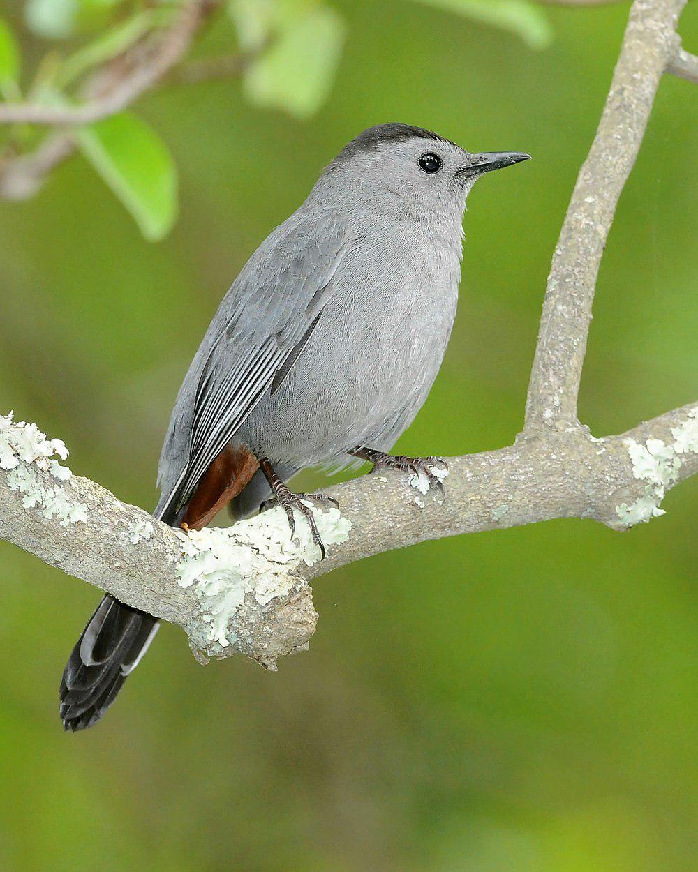 灰嘲鸫 / Grey Catbird / Dumetella carolinensis