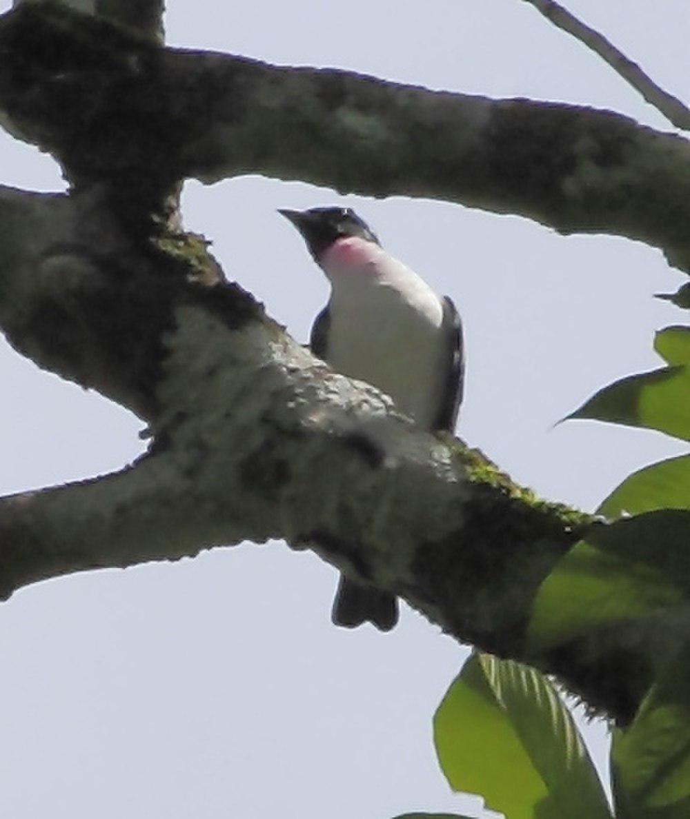 紫喉伞鸟 / Purple-throated Cotinga / Porphyrolaema porphyrolaema