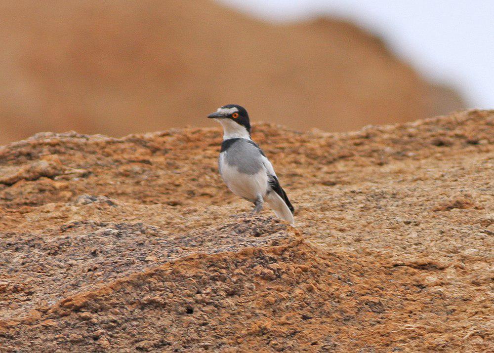 白尾鵙鹟 / White-tailed Shrike / Lanioturdus torquatus