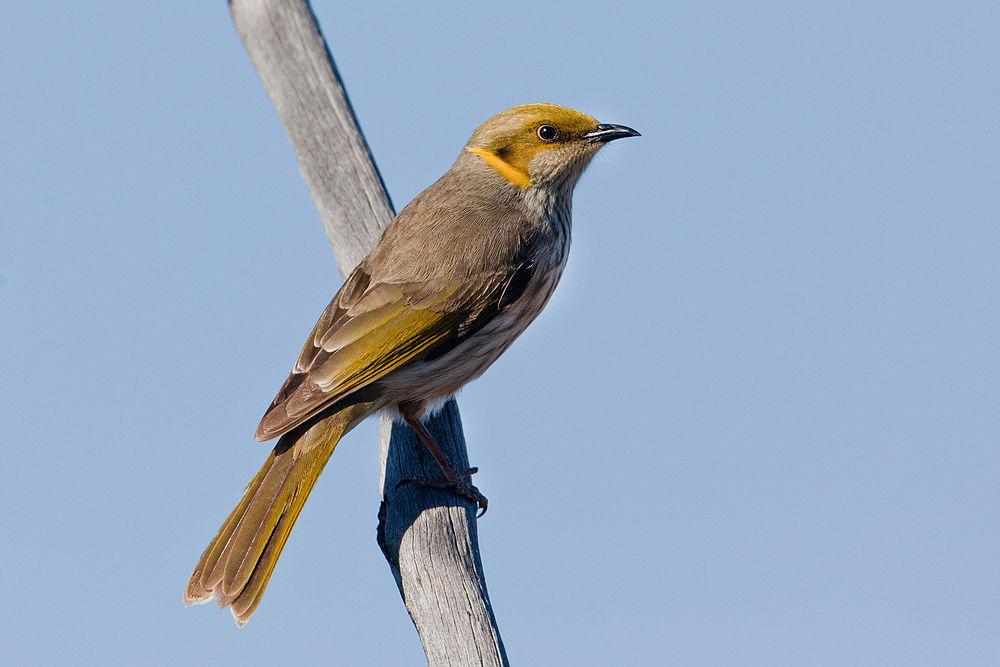 黄痣吸蜜鸟 / Yellow-plumed Honeyeater / Ptilotula ornata