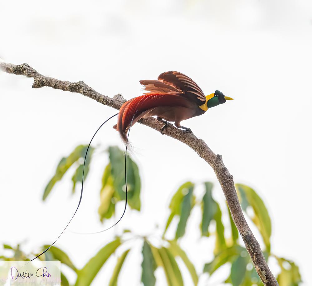 红极乐鸟 / Red Bird-of-paradise / Paradisaea rubra