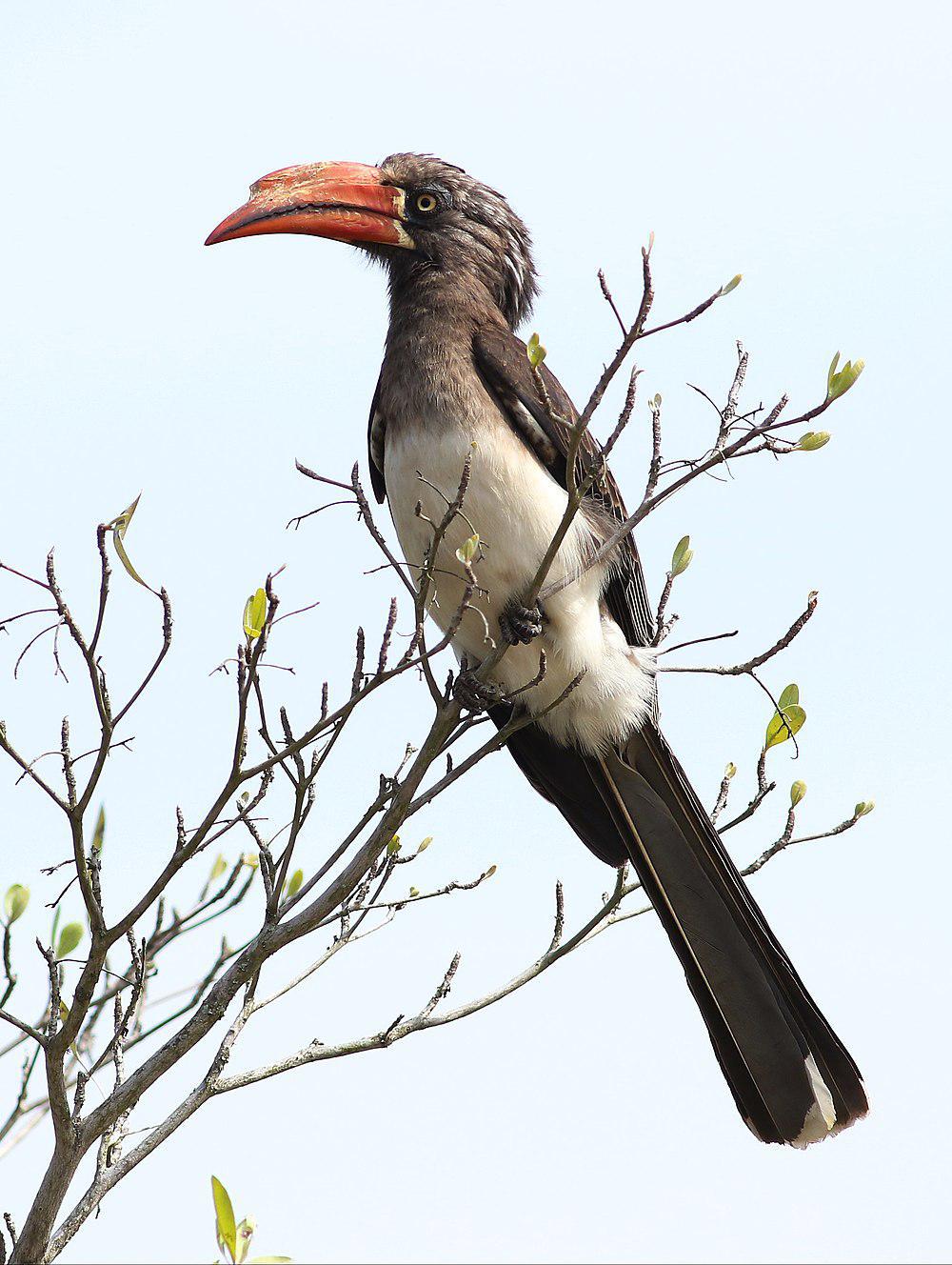 冕弯嘴犀鸟 / Crowned Hornbill / Lophoceros alboterminatus