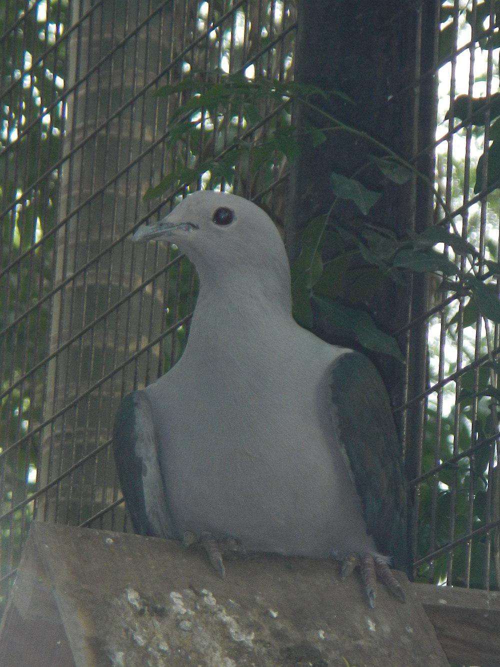 马来皇鸠 / Grey Imperial Pigeon / Ducula pickeringii