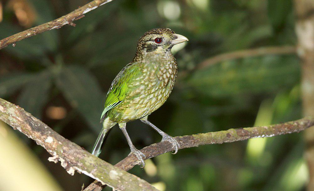 点斑园丁鸟 / Spotted Catbird / Ailuroedus maculosus
