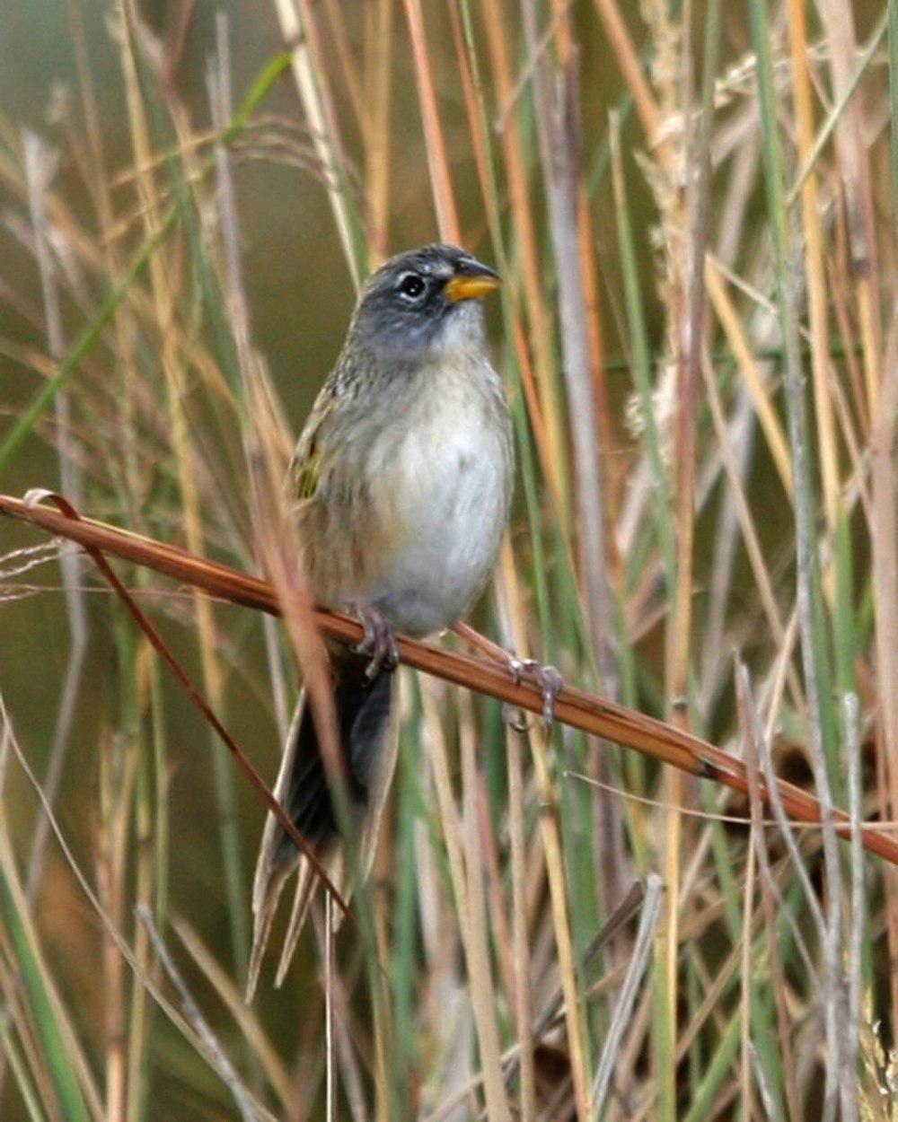 小草鹀 / Lesser Grass Finch / Emberizoides ypiranganus