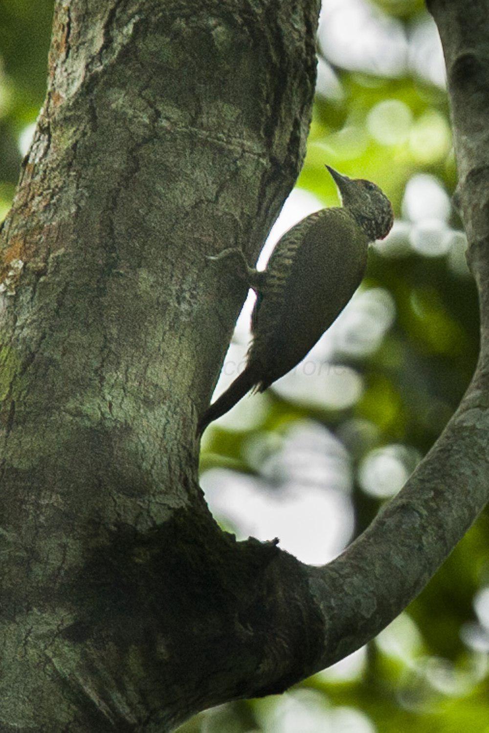 绿背斑啄木鸟 / Fine-banded Woodpecker / Campethera taeniolaema